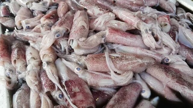 fresh squid piled at seafood market in Pariaman, Indonesia. Raw marine food with soft texture, high protein ingredient, popular seafood. Flies flying and landing on the pile of squid. Close up