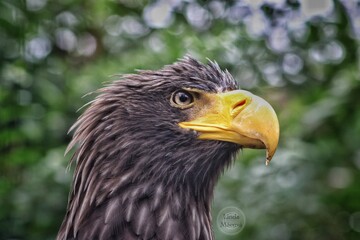 Obraz premium portrait of a eagle