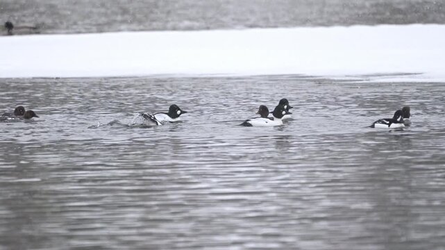 A group of Common Goldeneye ducks, mostly males, gather and float together on a snowy winter pond.