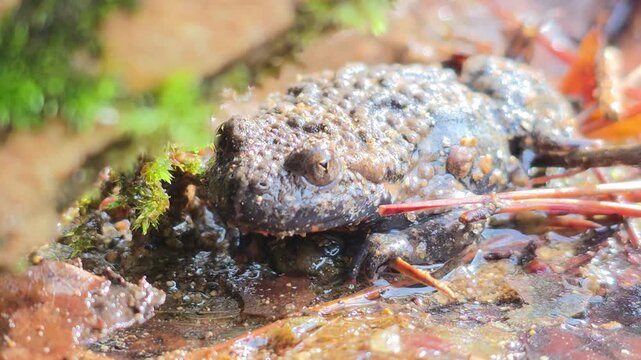 


Macro shot of an Oriental fire-bellied toad with unique skin patterns in a mountain stream. 11

