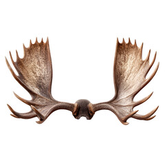 Fototapeta premium Pair of Natural Deer Antlers Isolated on White Background Rustic Wildlife Trophy Horns with Symmetrical Brown Antler Decoration and Woodland Hunting Theme