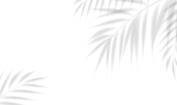 Palm Branch AndI solated White Background