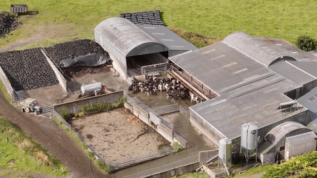 This aerial capture displays a thriving dairy farm in a rural area. Holstein cows are gathered by large barns, surrounded by feed silos, a tractor, and green pastures on a clear day.