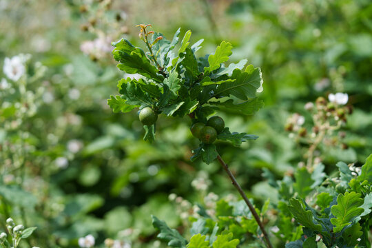 Young shoots of English oak Quercus robur with tender green leaves and forming fruits acorns . A branch of a common oak against a nature background in summer sunny time.