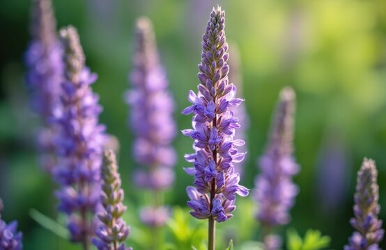 Close view of tall purple salvia flowers bloom in a garden. Soft green bokeh background with sunlight. Botanical detail of delicate petals and buds.