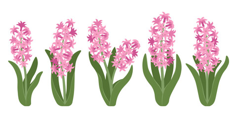 Pink hyacinth flower clipart set with leaves and multiple arrangements. Ideal for spring themes, feminine designs, greeting cards, and floral decorations. © Qubii Studio