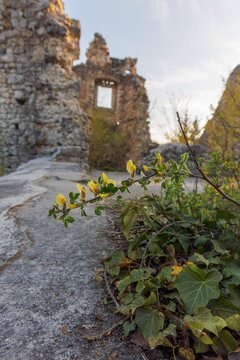 Ruins of Samobor Old Town castle above Samobor, Croatia
