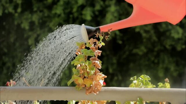 An orange watering can showers a potted plant with water, revitalizing its leaves against a backdrop of lush green foliage in the bright sunlight.