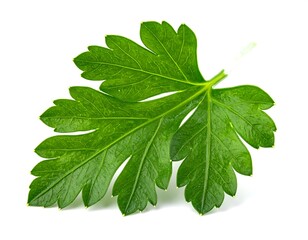 Fototapeta premium A Single Fresh Green Parsley Leaf Isolated on a White Background.