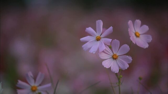 A field of soft pink blooms creates a tranquil and romantic atmosphere, the gentle colors evoking feelings of peace and quiet contemplation in nature.
