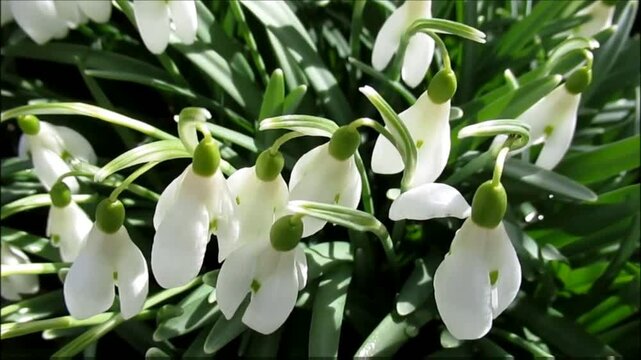 Delicate white blooms, like tiny bells, emerge amidst vibrant green foliage, symbolizing purity and the gentle awakening of spring in a close-up, natural scene.