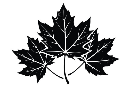 maple leaf set silhouette line art vector illustration