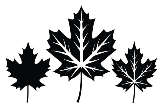 maple leaf set silhouette line art vector illustration