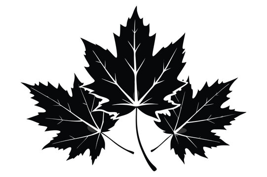 maple leaf set silhouette line art vector illustration