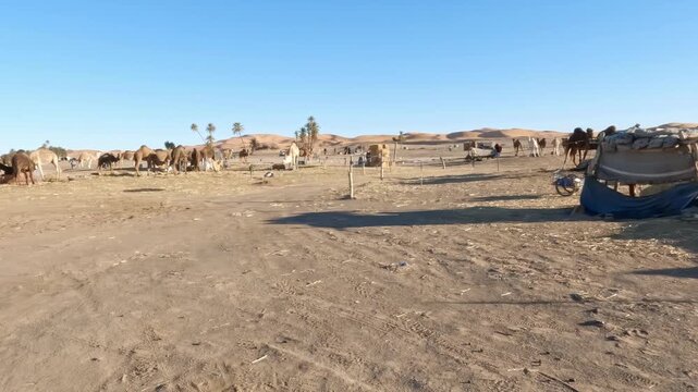 Dromedary camels eating in a caravan camp at the erg chebbi dunes in the sahara desert, morocco