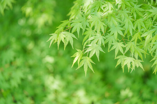 新緑の青もみじと木漏れ日