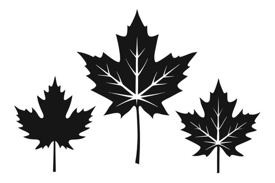 maple leaf set silhouette line art vector illustration