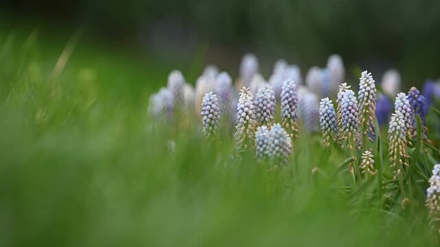 Close-up ground-level view of grape hyacinths