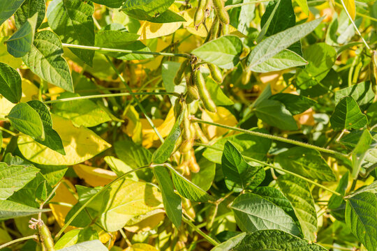 Soybean with unripe pods on a field close-up