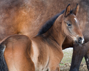 Sylwetka młodego konia na tle swojej matki © kubikactive