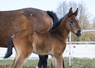 Sylwetka młodego konia na tle swojej matki © kubikactive