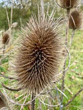 Detailed close-up of a dried teasel plant showing sharp spines and natural texture, commonly found in wild countryside environments.