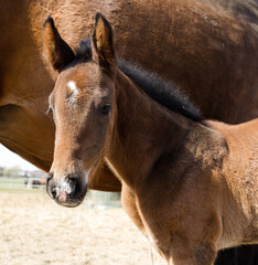 Sylwetka młodego konia na tle swojej matki © kubikactive