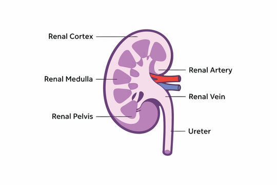 Anatomical diagram of the human kidney and its main components Vector