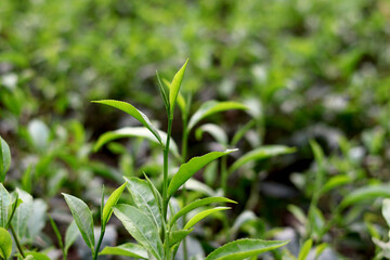 Obraz premium Tea Leaves Close Shot with Bright Green Background