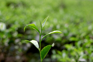 Fototapeta premium Fresh Tea Leaves Close Up with Natural Green Plantation Background