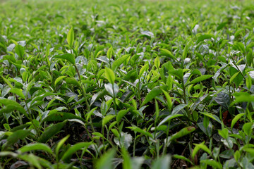 Fototapeta premium Green Tea Plantation Close Up Natural Farming and Growth Concept