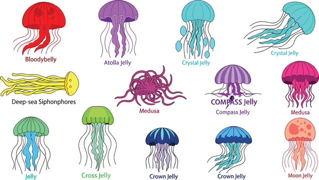 Colorful Jellyfish Collection with Different Species Including Bloodybelly, Atolla, Compass, Medusa, and Crown Jelly Designs for Websites, Illustrations, and Digital Art Projects.