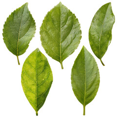 Fototapeta premium Green Leaves Collection Isolated PNG on Transparent Background, Fresh Natural Leaf Set with Detailed Veins