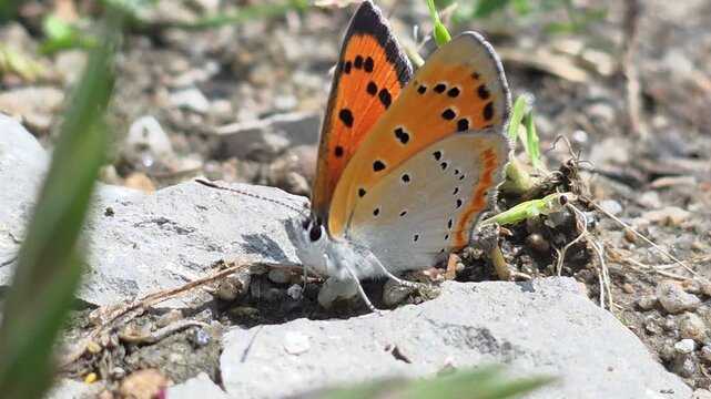
Macro shot of a Large Copper butterfly (Lycaena dispar) on the ground and flying away, 4K.

