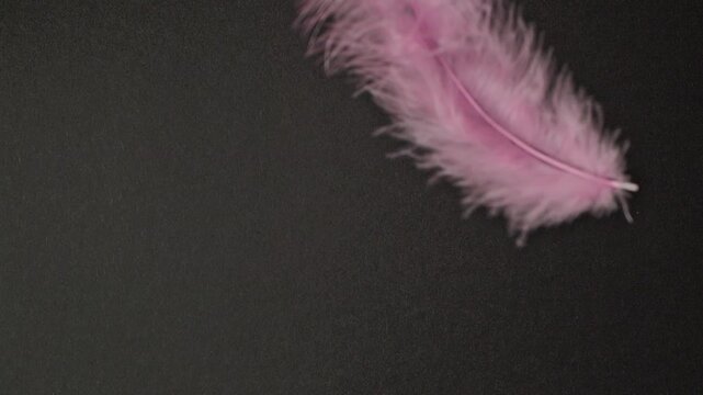 Pink feather on black background. Slow-motion abstract delicate pink plumage gently falling and scattering across a black backdrop with soft, ethereal movement.
