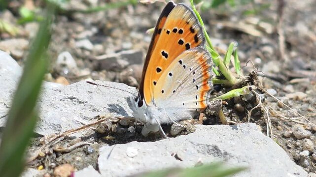 



Macro shot of a Large Copper butterfly (Lycaena dispar) on the ground , 4K.
