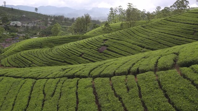 Sri Lanka ceylon tea plantation shot in Nuwara Eliya