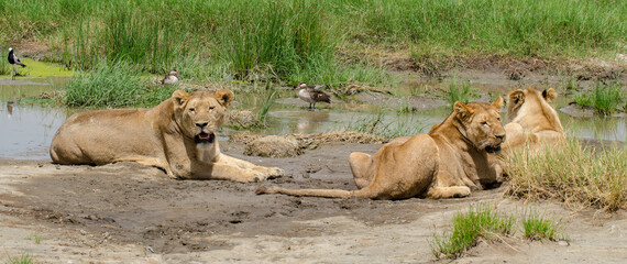 Lion © JAG IMAGES