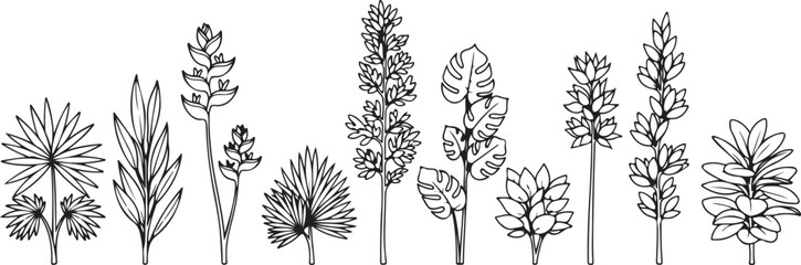 A collection of eleven botanical illustrations of various tree species Vector © Runa