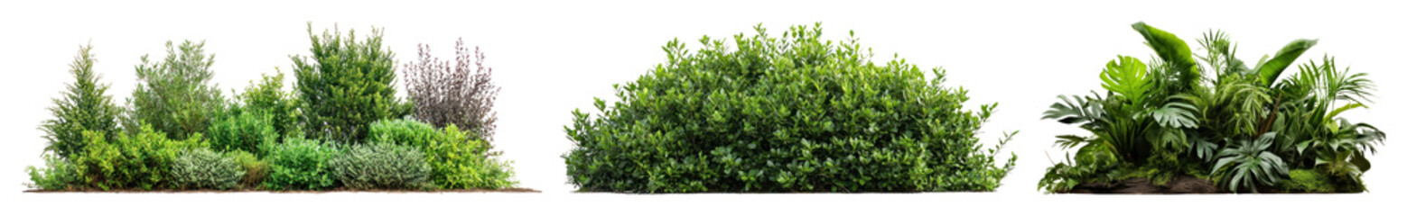 Obraz premium PNG Lush green garden foliage on transparent background