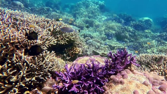 Tracking a school of Brown Surgeonfish (Acanthurus Nigrofuscus) before revealing the full view of a vibrant coral reef teeming with diverse marine life and colors. Dauin, Philippines