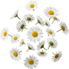 Fototapeta premium White Daisies Falling PNG Transparent Background