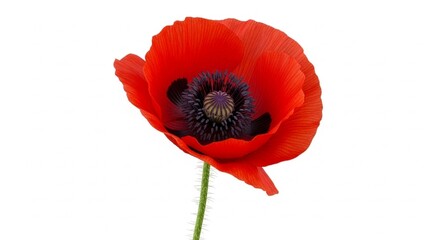 Obraz premium Red Poppy Flower Isolated on White Background