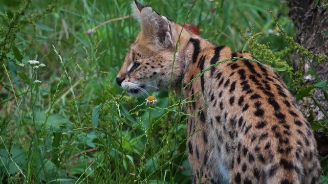 Close up of a serval cat sitting in high grass on a meadow on a sunny day looking around