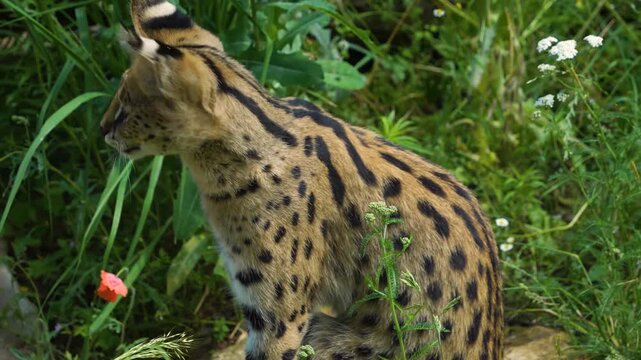 Close up of a serval cat sitting in high grass on a meadow on a sunny day looking around
