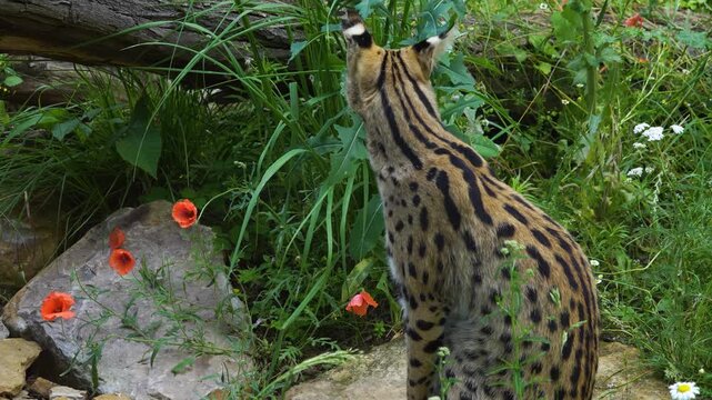 Close up of a serval cat sitting in high grass on a meadow on a sunny day looking around