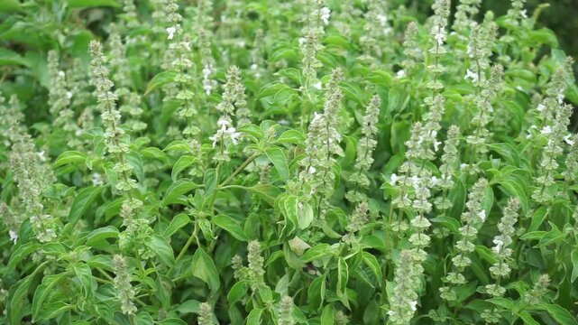 A stretch of basil plants growing lush and lush. This aromatic herb has light green leaves with pointed tips and small white flowers growing along the tops of the stems.                               