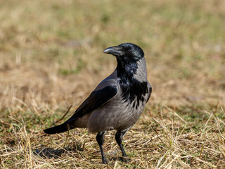 Naklejka premium The grey crow ( Latin- Corvus cornix ) is a species of bird from the genus Ravens