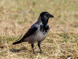 Naklejka premium The grey crow ( Latin- Corvus cornix ) is a species of bird from the genus Ravens