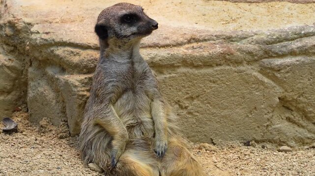 Close up of a meerkat resting on her behind or bud leaning against a rock looking around on a cloudy spring day